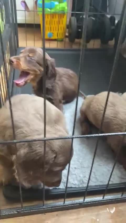 Miniature Dachshund dogs for sale: ‼️ LAST 3 READY TO LEAVE NOW ‼️ - Video 1