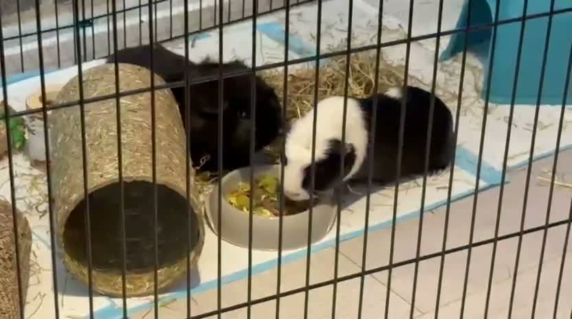 Guinea Pig rodents for sale: 2 male Guinea pigs  - Video 1