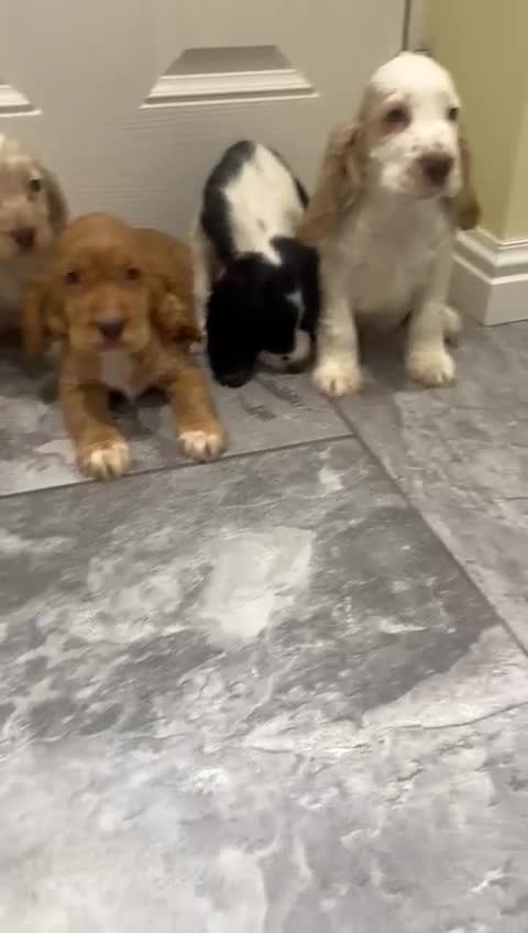 Cocker Spaniel dogs for sale: OUTSTANDING ADORABLE SHOW TYPE COCKER SPANIEL  - Video 5