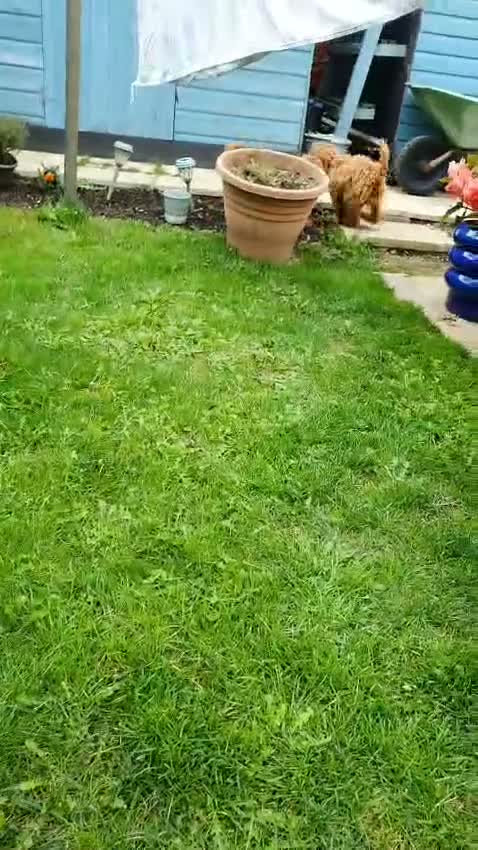 Cavapoo dogs for sale: 8 stunning Cavapoo 🐕‍🦺 puppies 🐕‍🦺 - Video 1