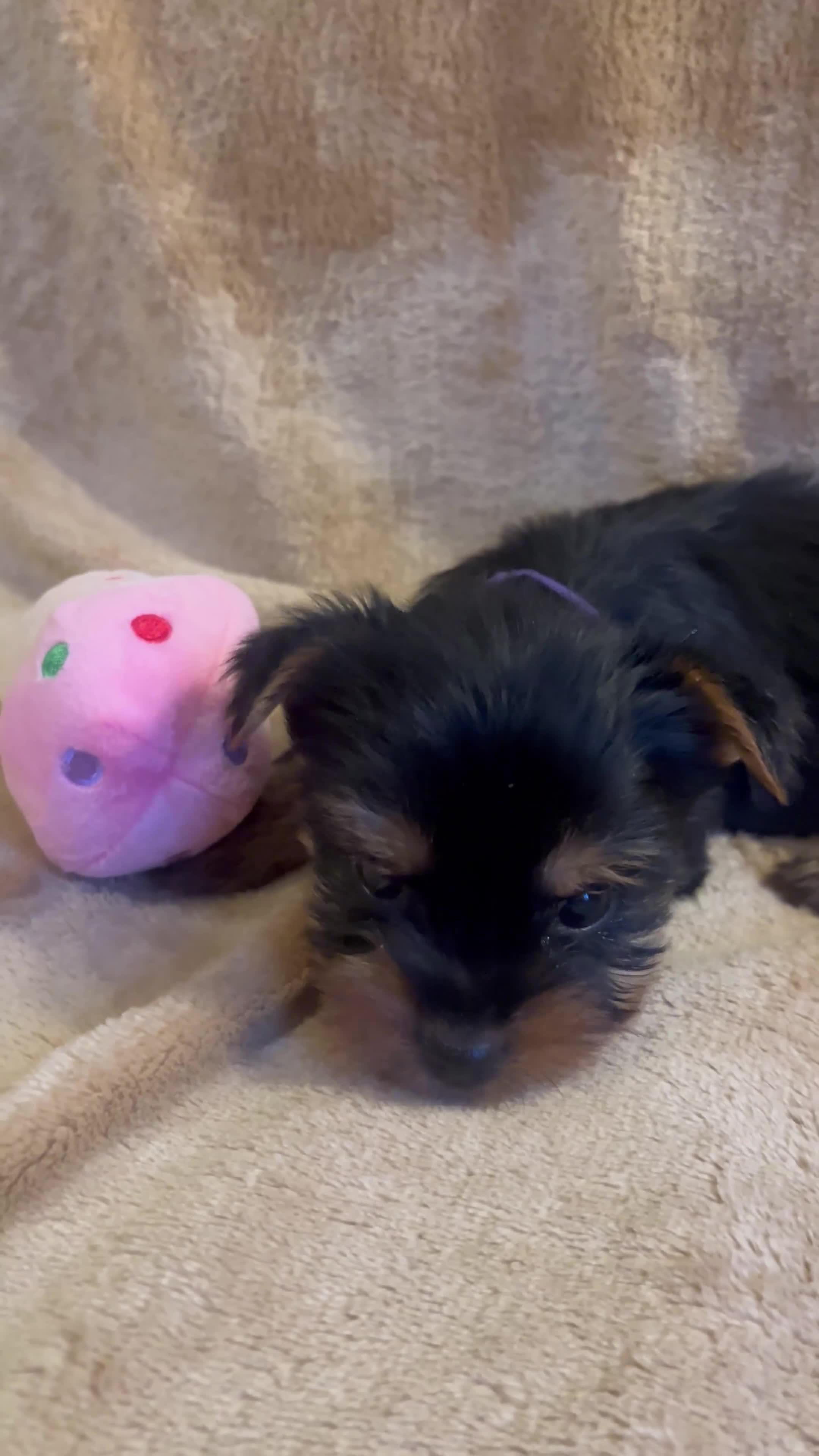 Yorkshire Terrier dogs for sale: Pure Yorkshire Terrier Puppies for sale  in Tewkesbury - Video 1