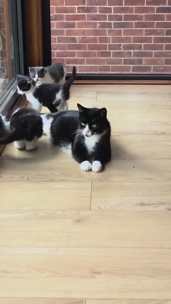Mixed Breed cats for sale: Lovely kittens - Video 1