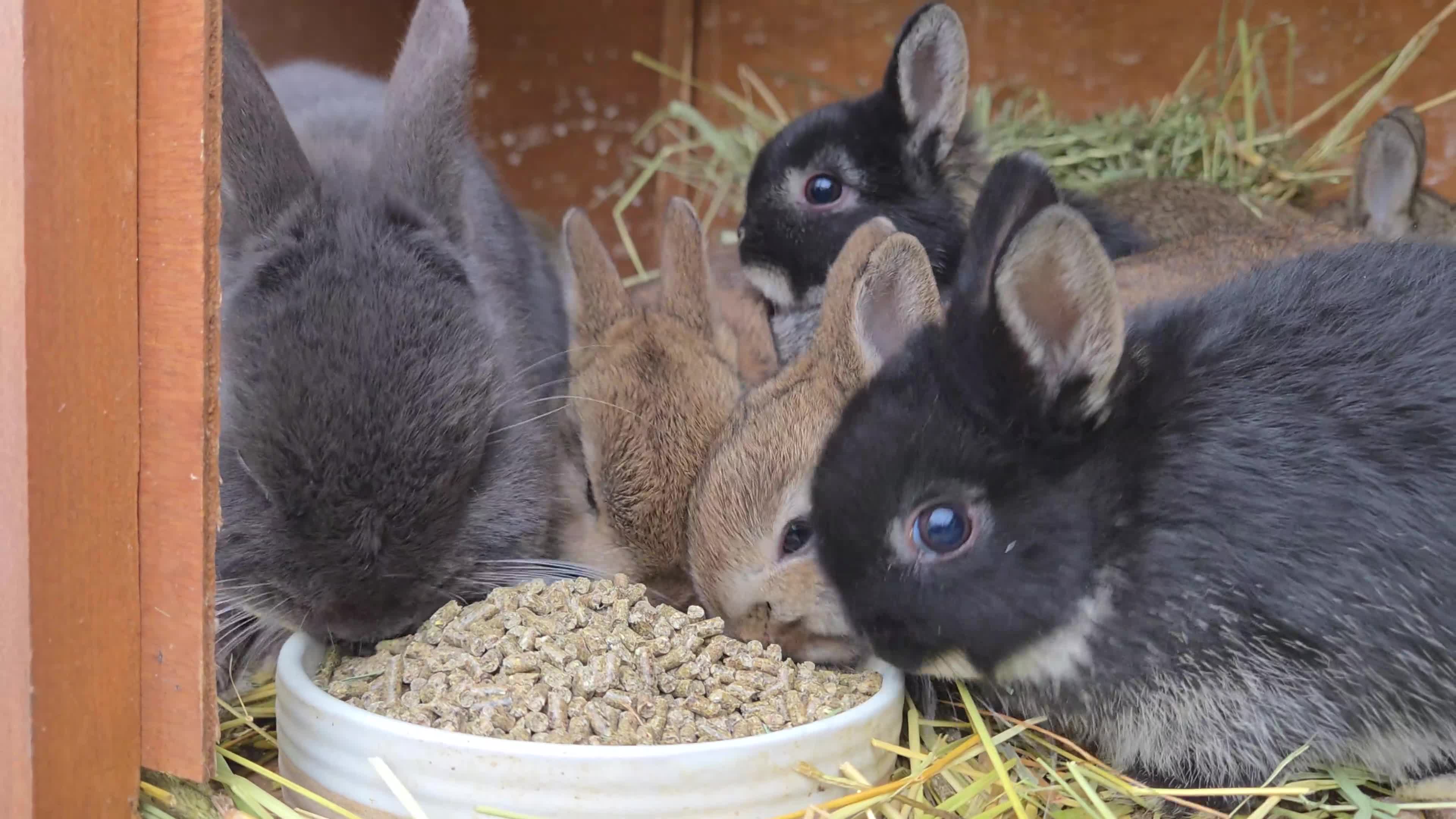 Netherland Dwarf rabbits for sale: Purebred Netherland Dwarf - Video 1