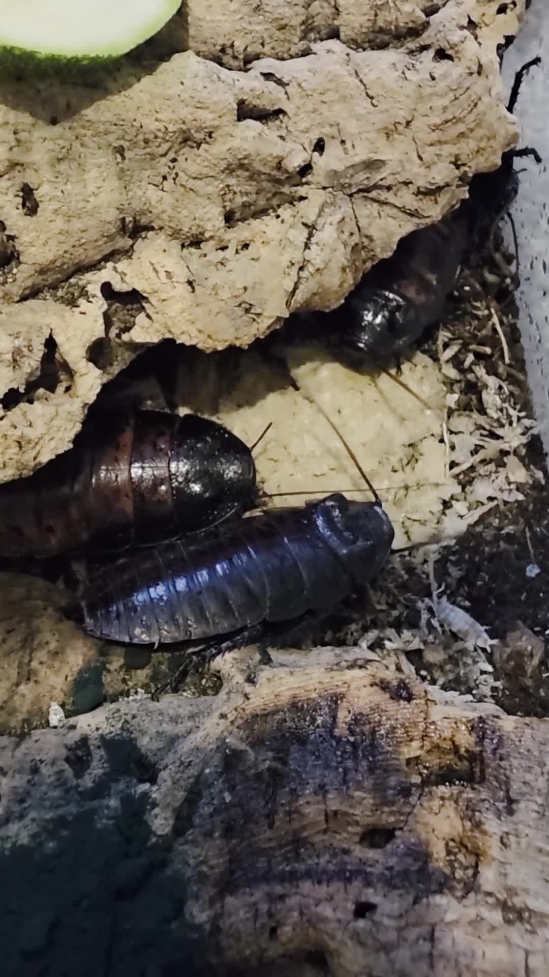 Cockroaches invertebrates for sale: Madagascan hissing cockroaches for sale - Video 1