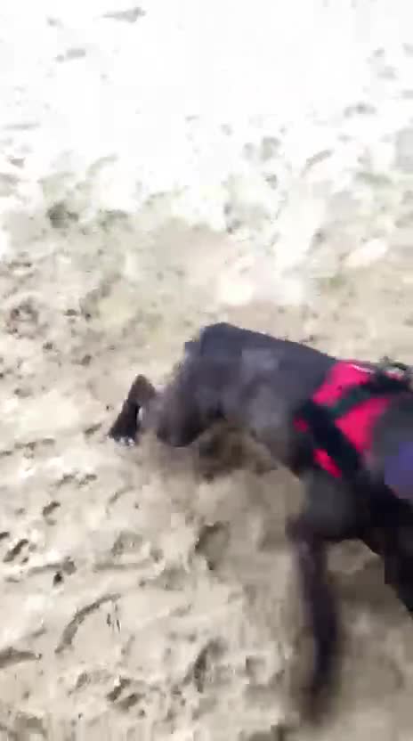 Cane Corso dogs for adoption: Peaches - Video 1