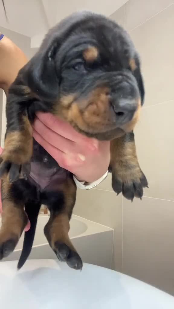 Dobermann dogs for sale: 🏆Supreme Dobermanns - Where Excellence Begins 🏆 - Video 1