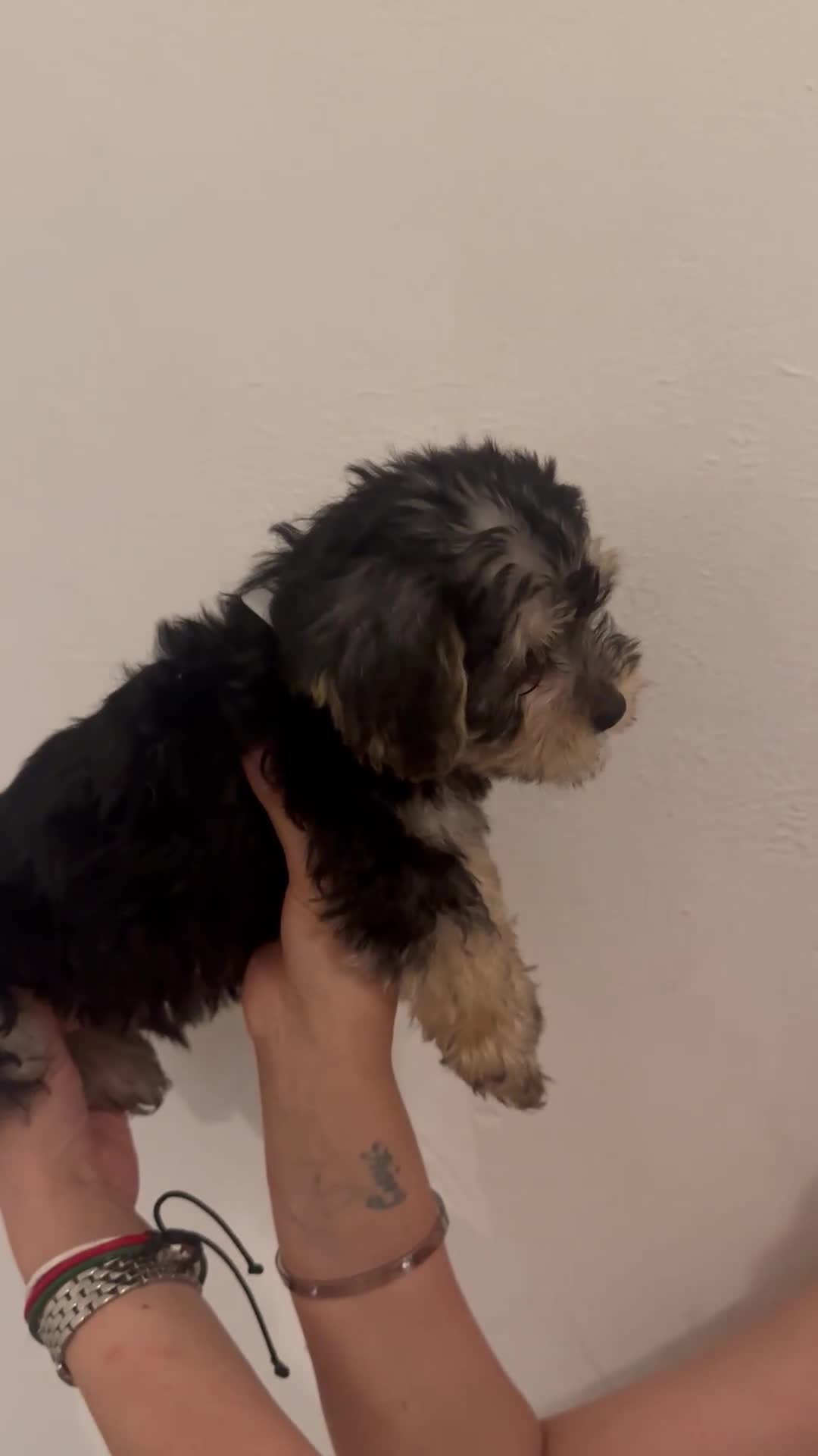 Yorkiepoo dogs for sale: 5 Beautiful F1 Yorkiepoo’s - Video 5