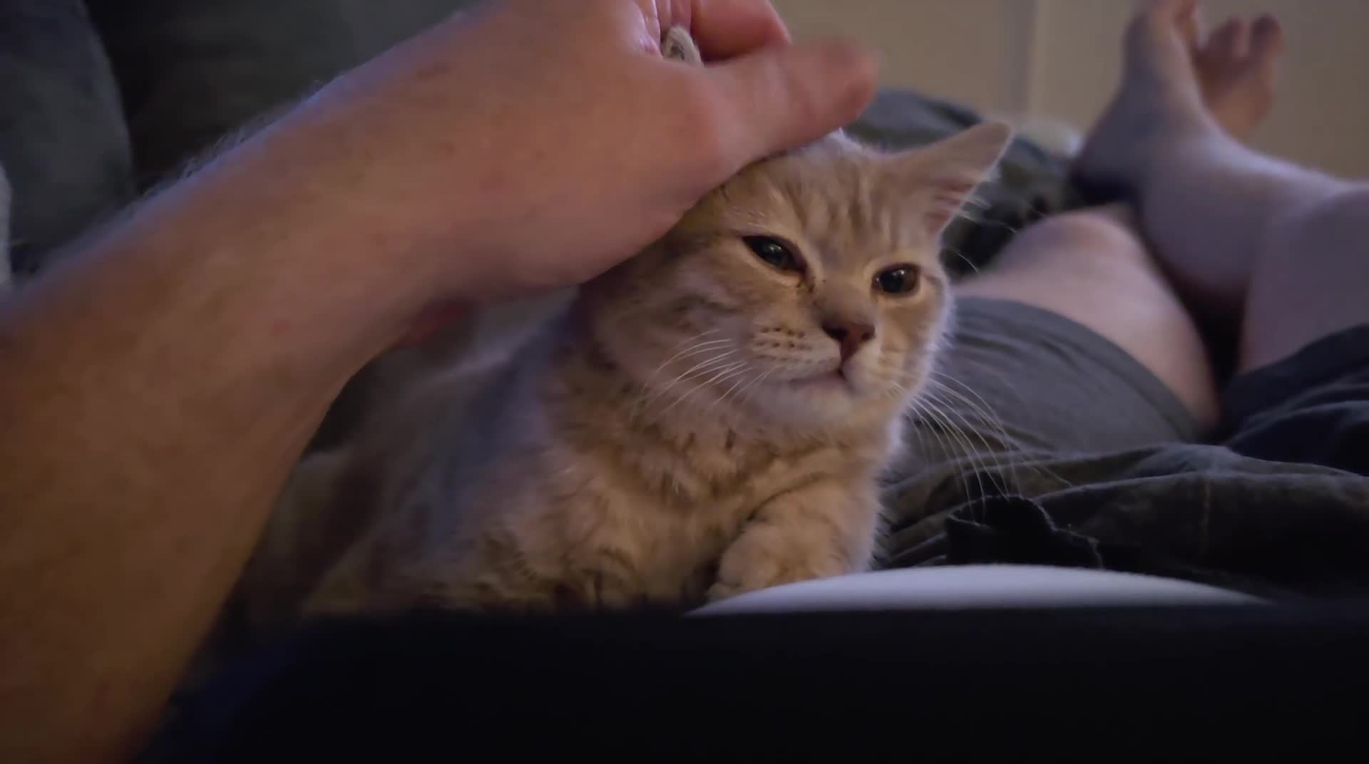British Shorthair cats for sale: British shorthair cinnamon fawn male 4 mth in Manchester - Video 1