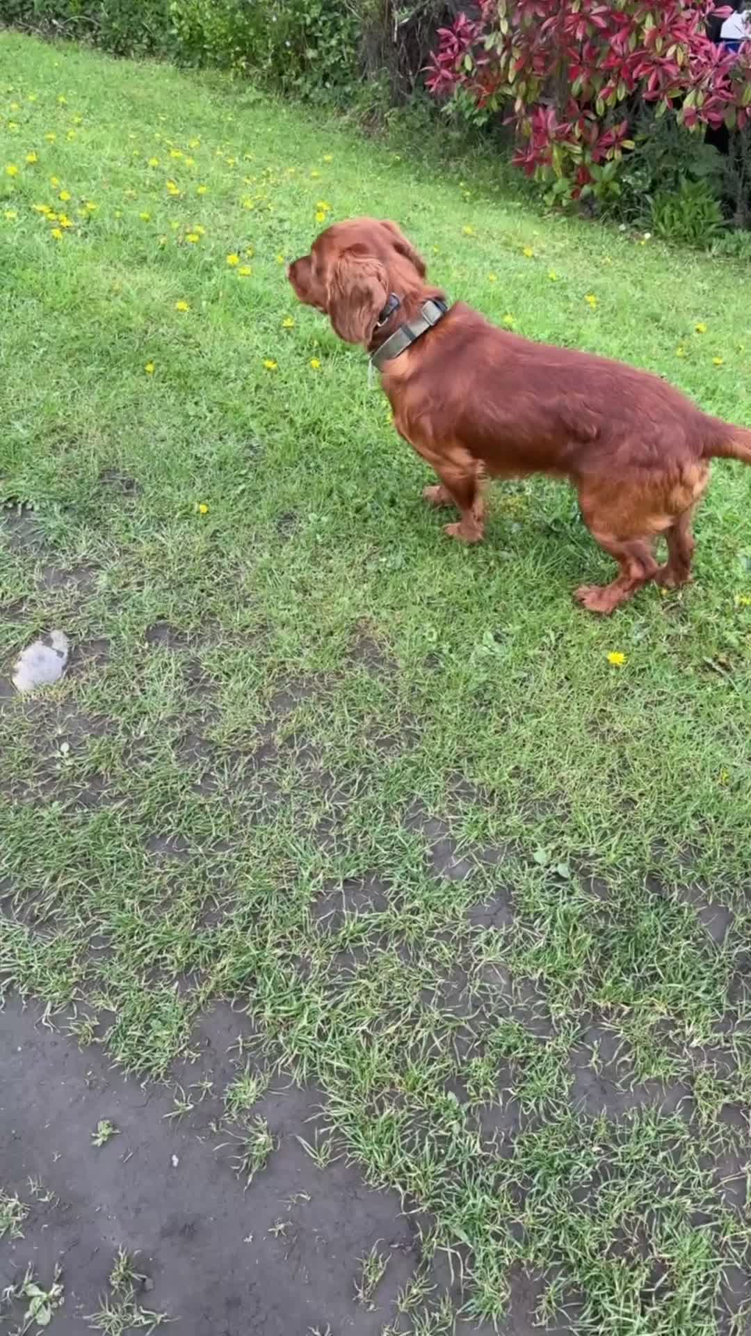 Cocker Spaniel dogs for stud: KC Registered Fox Red Cocker Spaniel for STUD in Knottingley - Video 1