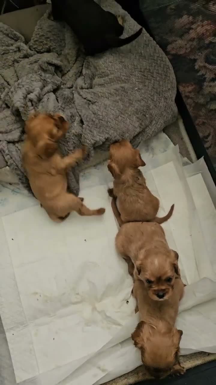 King Charles Spaniel dogs for sale: FOR SALE  - Video 1