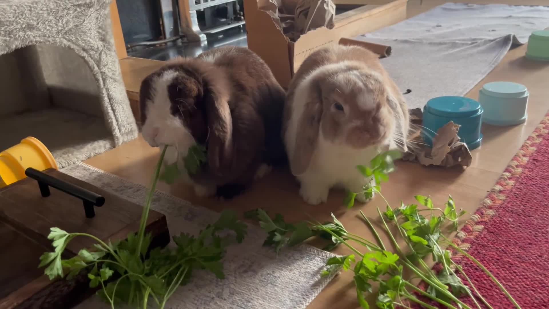 Mini Lop rabbits for sale: Rupert & Ruby – Looking for a Loving Forever Home  - Video 4