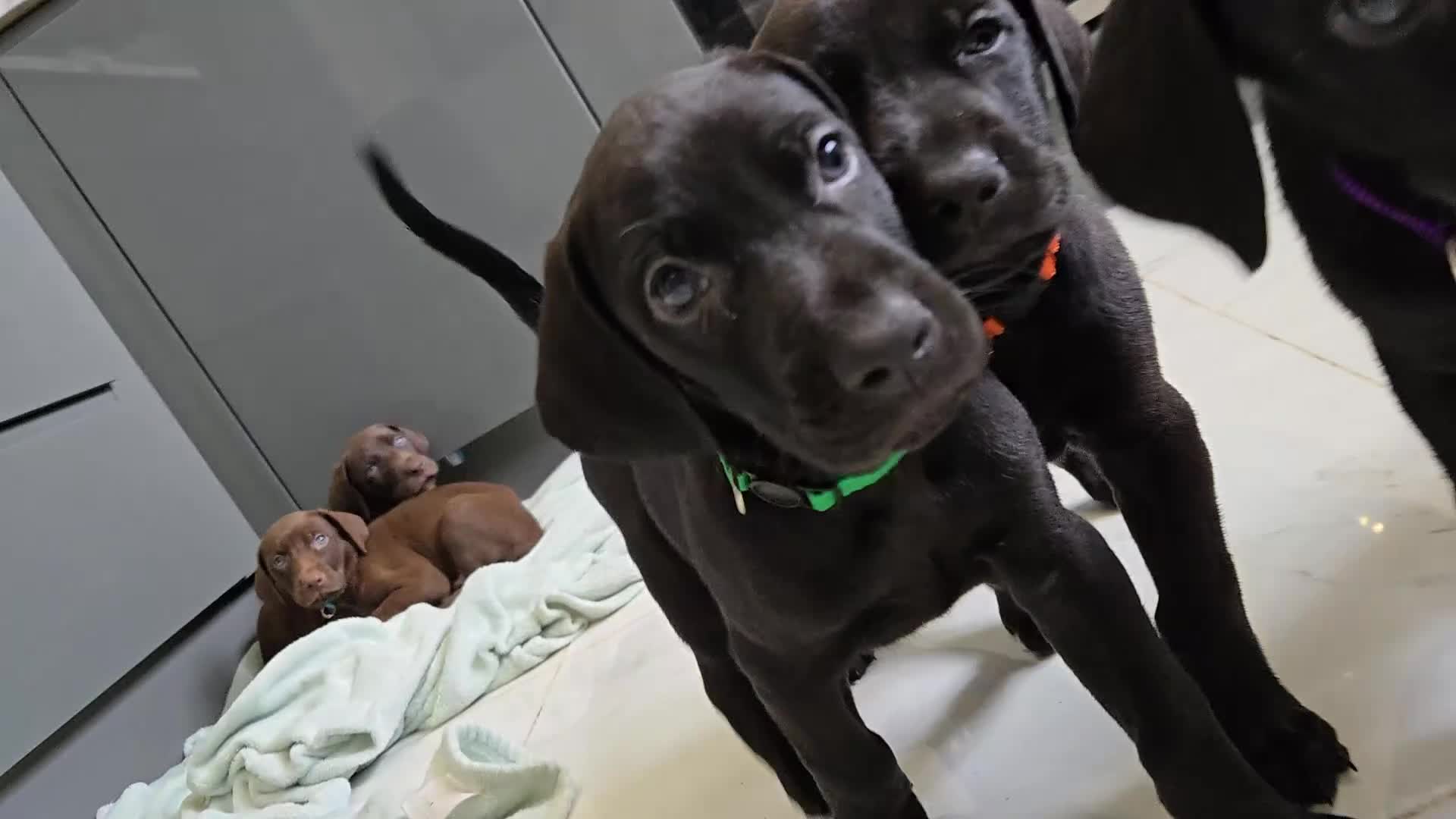 Mixed Breed dogs for sale: Dobermann X Weimaraner Cross Mix Puppies - Video 1