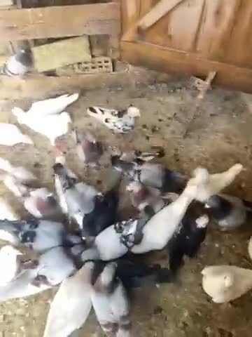 Pigeons birds for sale: WHITE RACING PIGEON  - Video 1