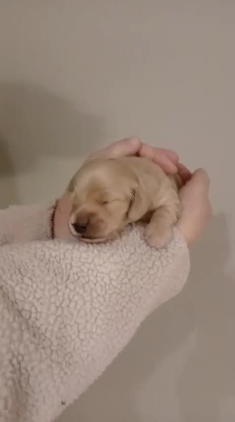 Miniature Dachshund dogs for stud: ee Cream Longhaired Miniature Dachshund for Stud in Helensburgh - Video 1