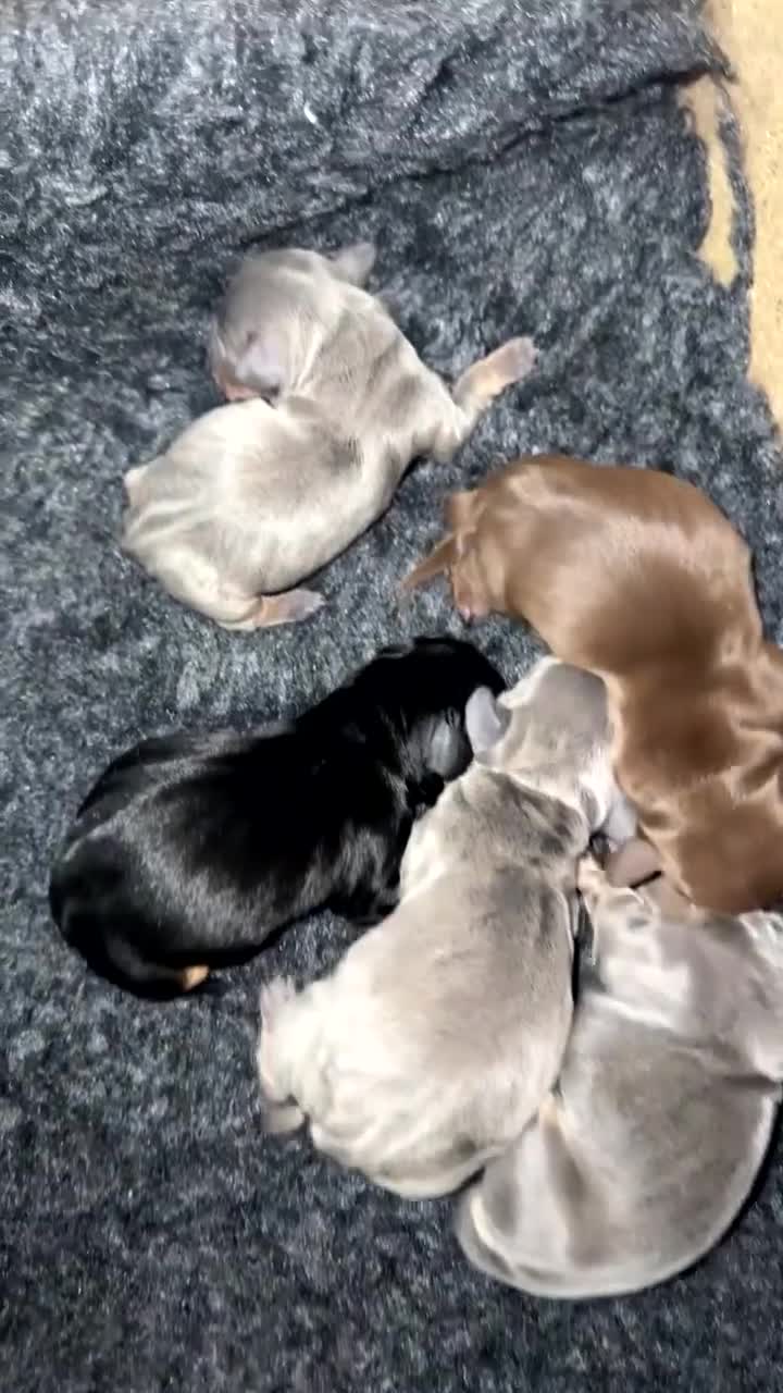 Miniature Dachshund dogs for sale: Miniature dachshund - Video 1