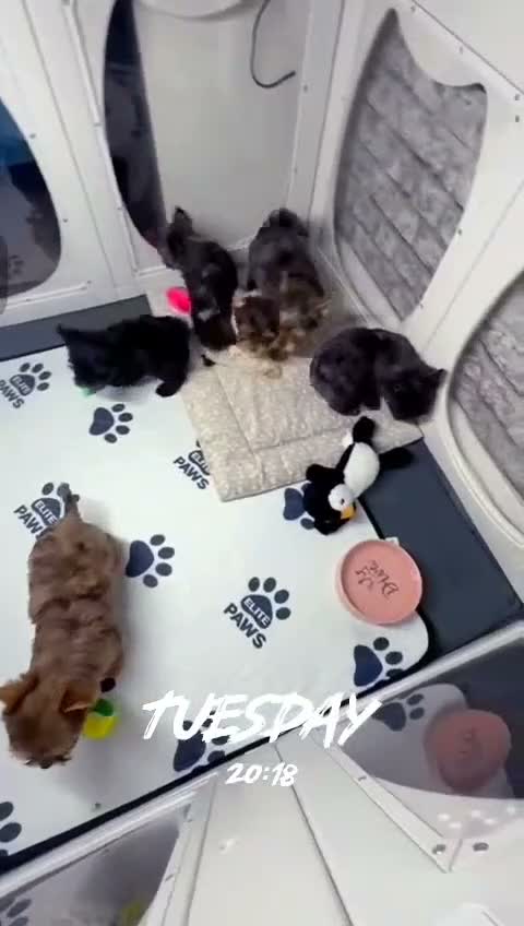 Yorkshire Terrier dogs for sale: Mini Yorkshire terrier Merle last boy  - Video 1