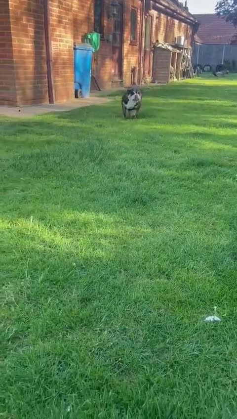 English Bulldog dogs for sale: English bulldog girl  - Video 1