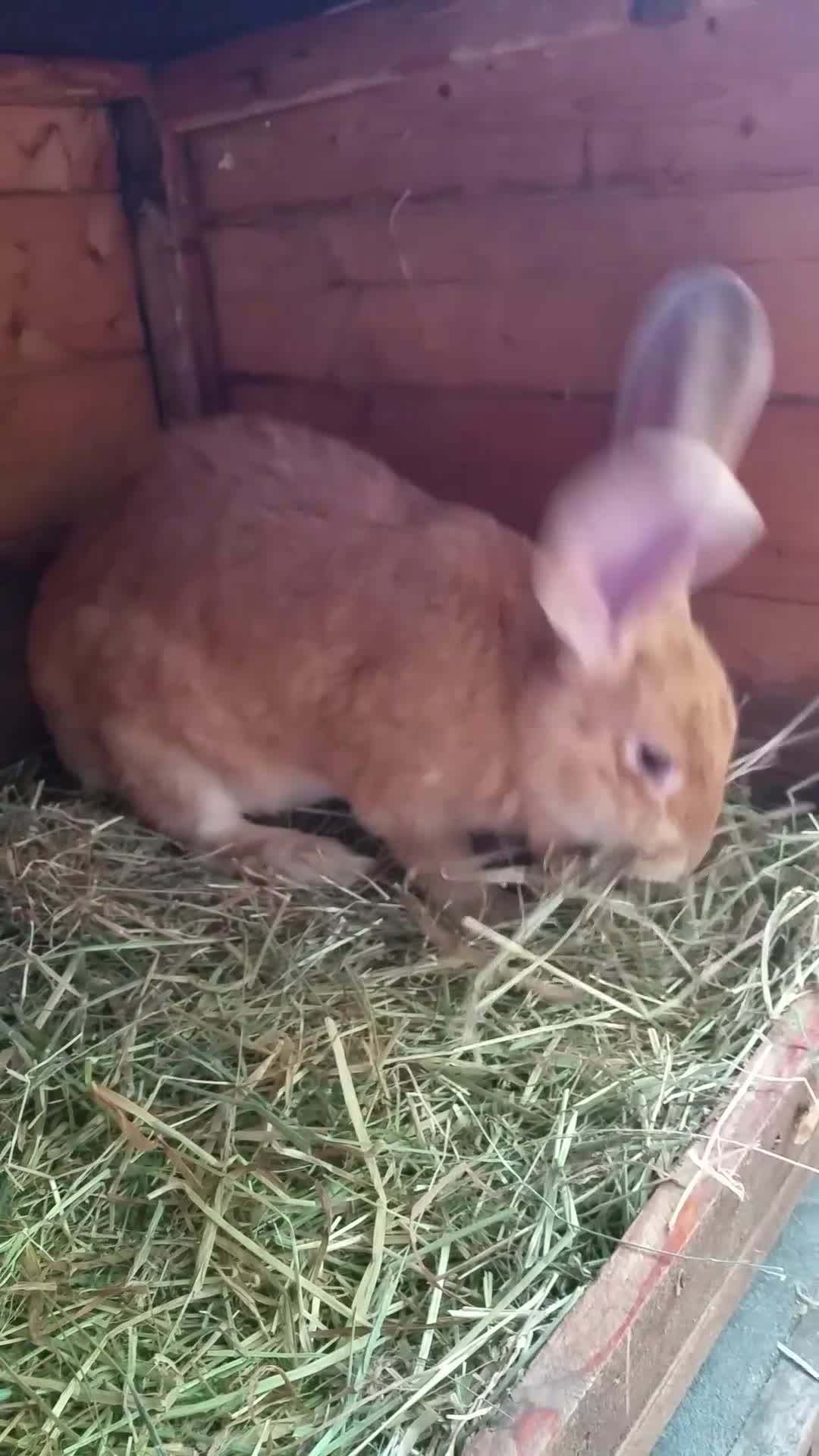 Continental Giant rabbits for sale: Pure Continental Giants  VACCINATED 3 in 1 Reserve - Video 1