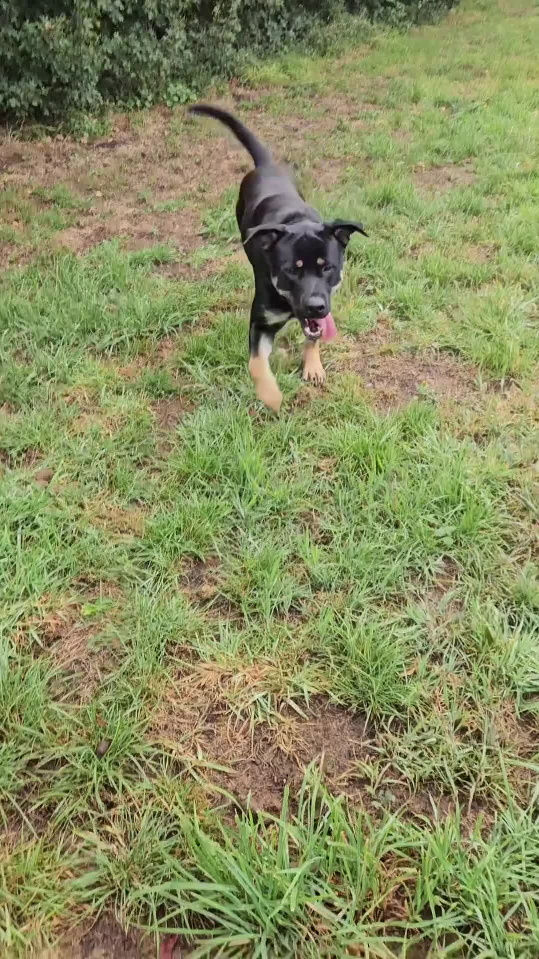 Mixed Breed dogs for sale: Rottweiler x GSD  - Video 1