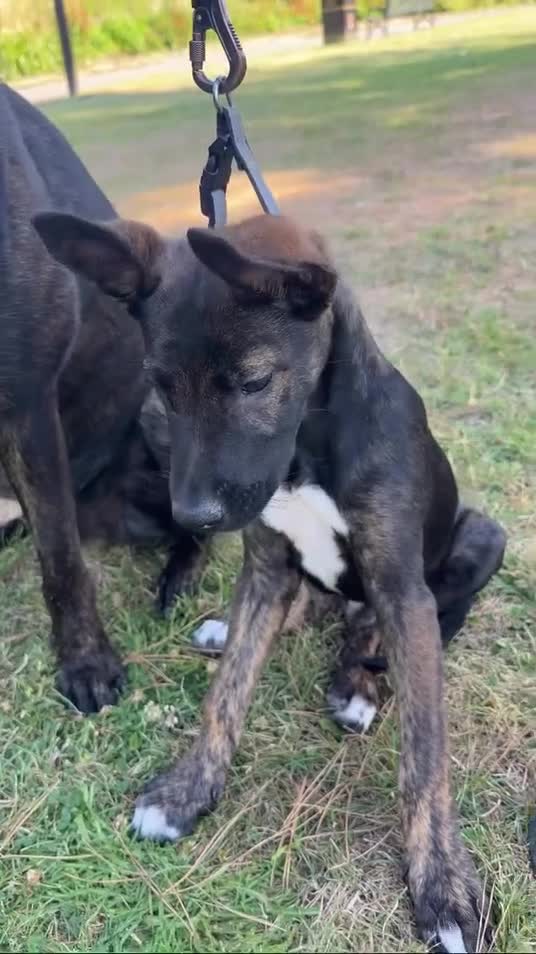 Belgian Shepherd Dog dogs for sale: 3 month old Dutch shepherd puppy  in Slough - Video 4