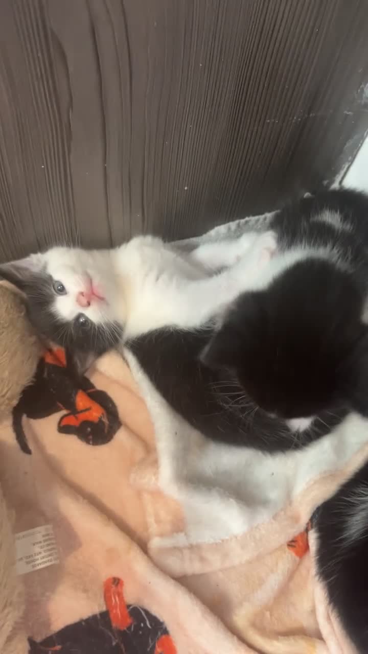 Mixed Breed cats for sale: 2 STUNNING FEMALE TUXEDO KITTENS - Video 1