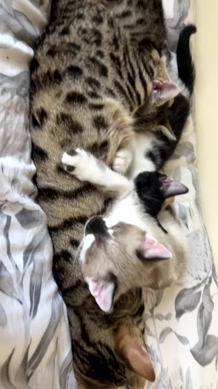 Mixed Breed cats for sale: Bengal x British long hair kittens  - Video 1