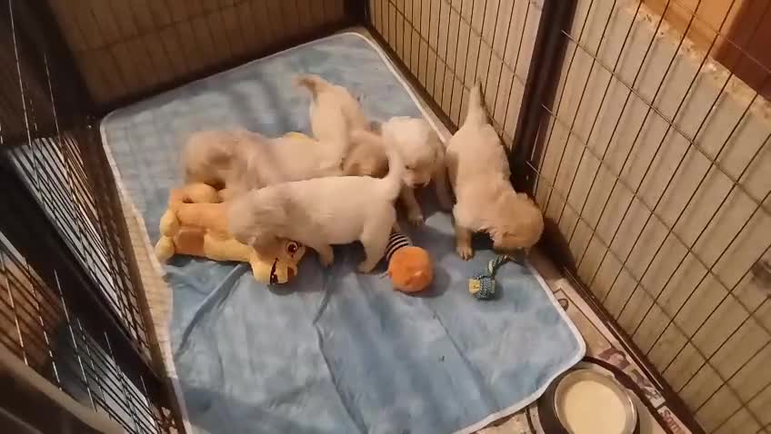 Golden Retriever dogs for sale: Beautiful Home Raised Golden Retriever Puppies - Video 1
