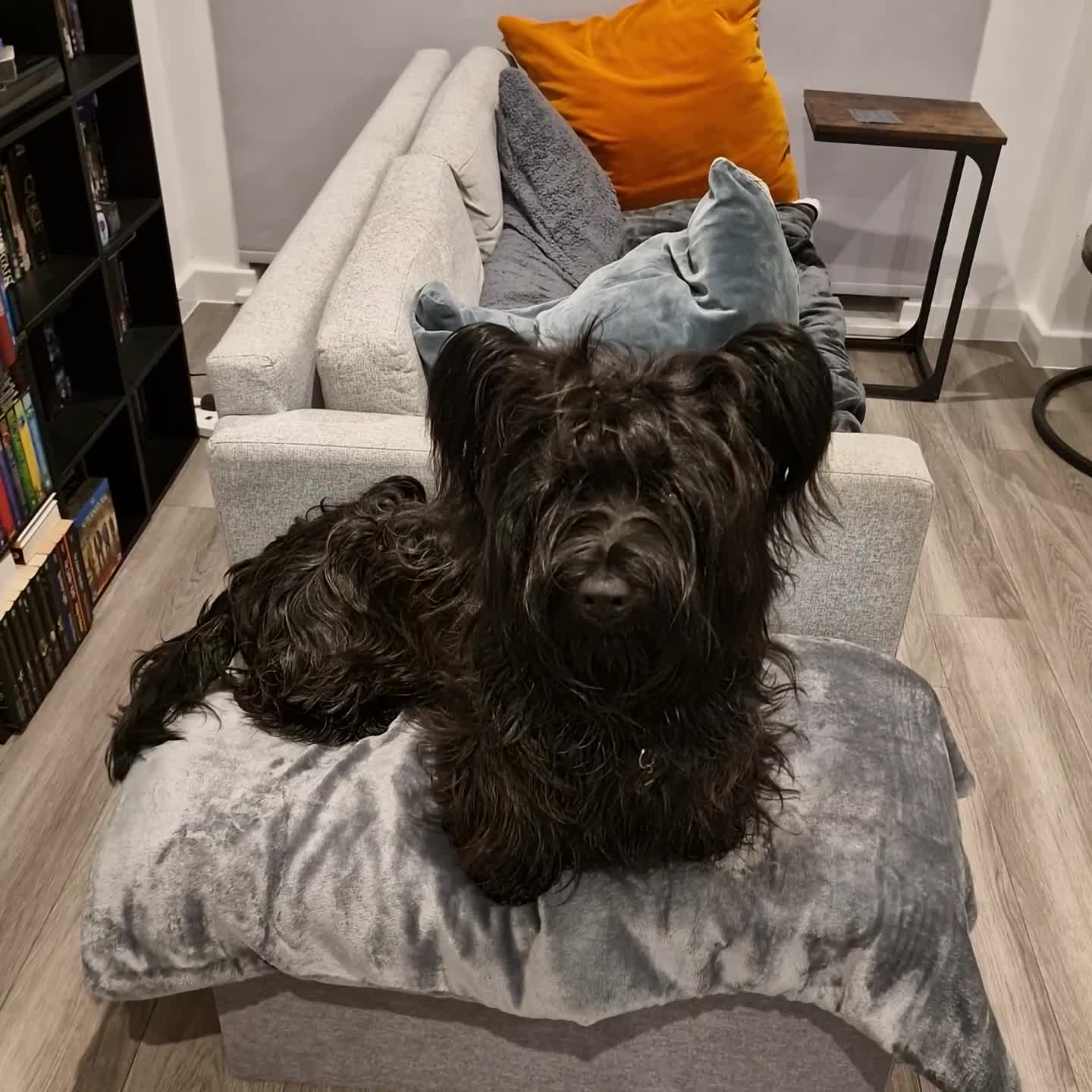 Skye Terrier dogs for sale: Male Skye Terrier. Fully vaccinated, microchipped in Birmingham - Video 1