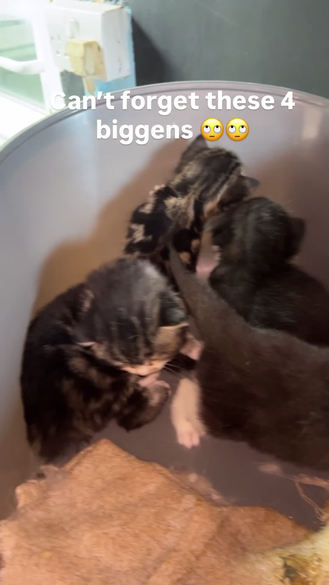 Mixed Breed cats for sale: Beautiful Kittens Available - Video 3