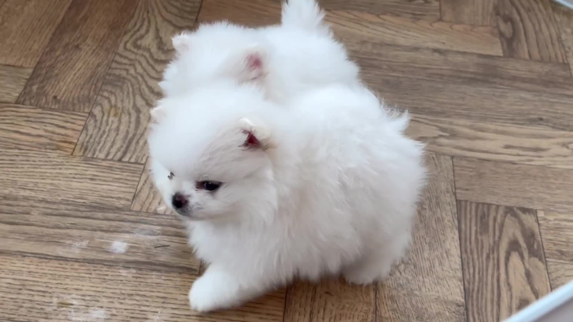 Pomeranian dogs for sale: KC Reg show quality Poms, 5 🌟 homes Only - Video 2