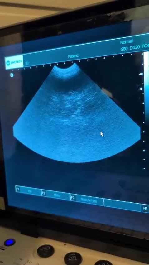 Goldendoodle dogs for stud: Monty, proven stud! Gorgeous F2bb Goldendoodle in Manchester - Video 1