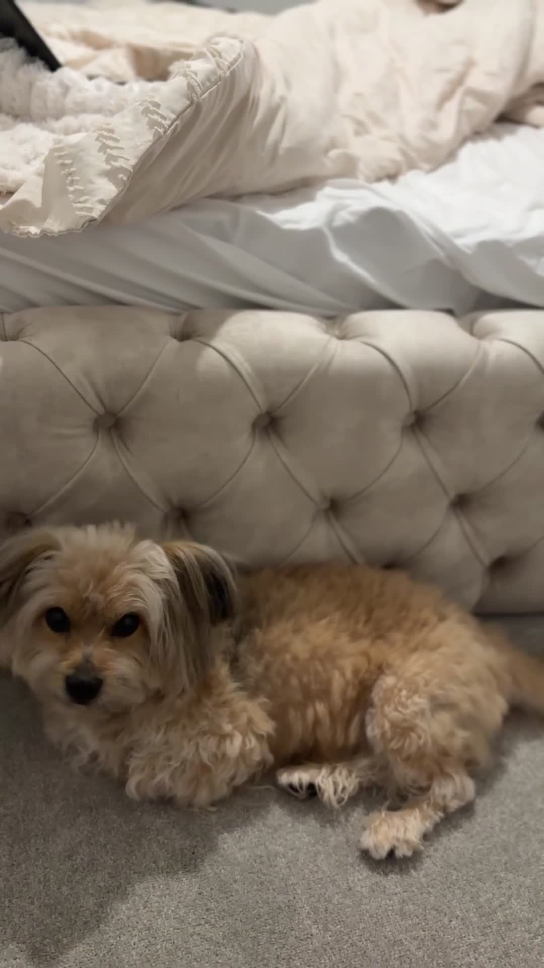 Mixed Breed dogs for stud: Pomeranian/bichon frise cross - Video 1