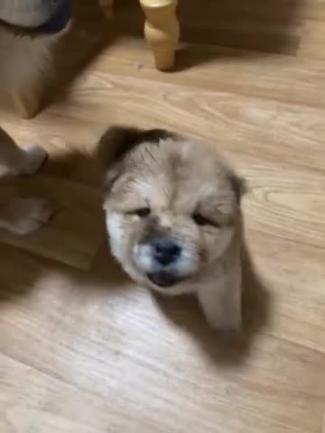 Chow Chow dogs for sale: Beautiful chow and Merle puppies. - Video 1