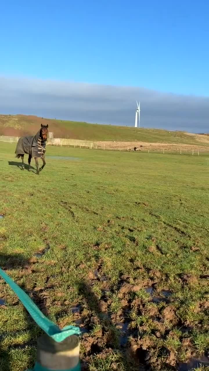 Irish Thoroughbred horses for sale: 15,2/15,3 TB mare - Video 1