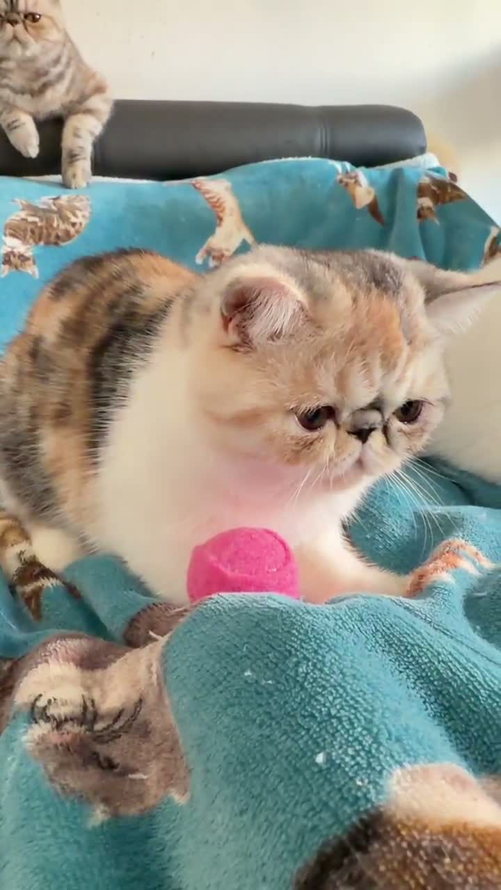 Exotic cats for sale: Gorgeous GCCF reg. kittens from Champions parents  - Video 2