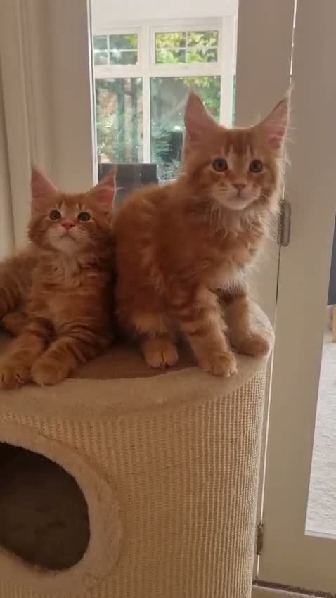 Maine Coon cats for sale: 2 Beautiful Kittens looking for forever homes - Video 2
