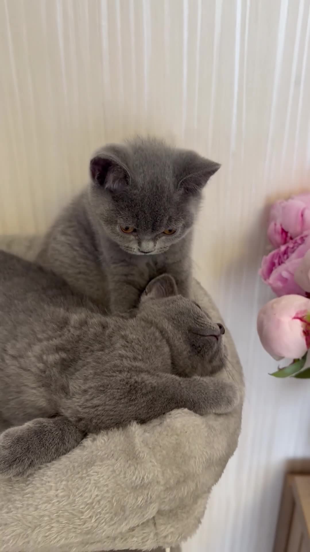 British Shorthair cats for sale: Beautiful  Blue British Shorthair Kittens  - Video 1
