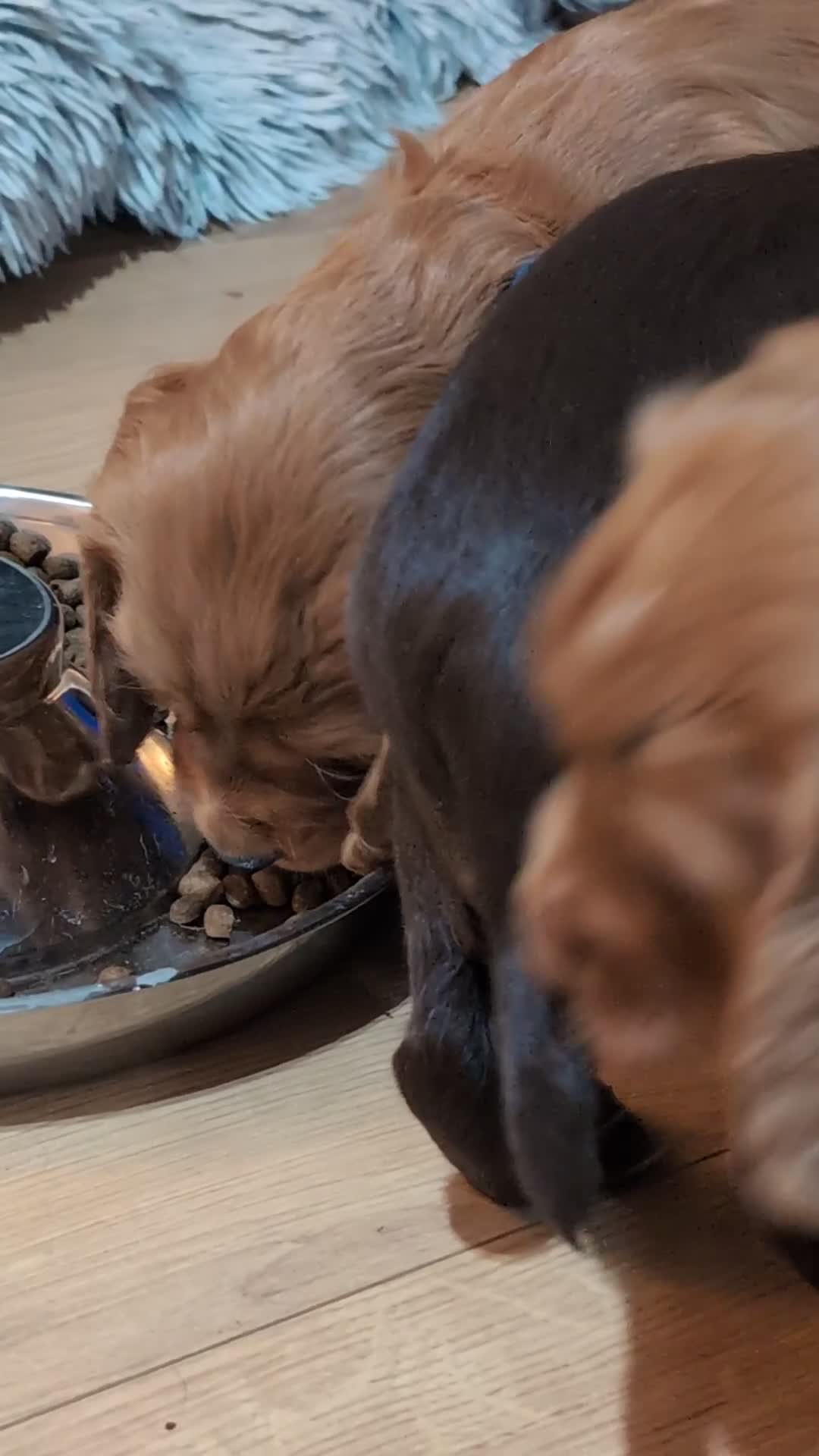 Cocker Spaniel dogs for sale: Adorable healthy Cocker Spaniel puppies - Video 1