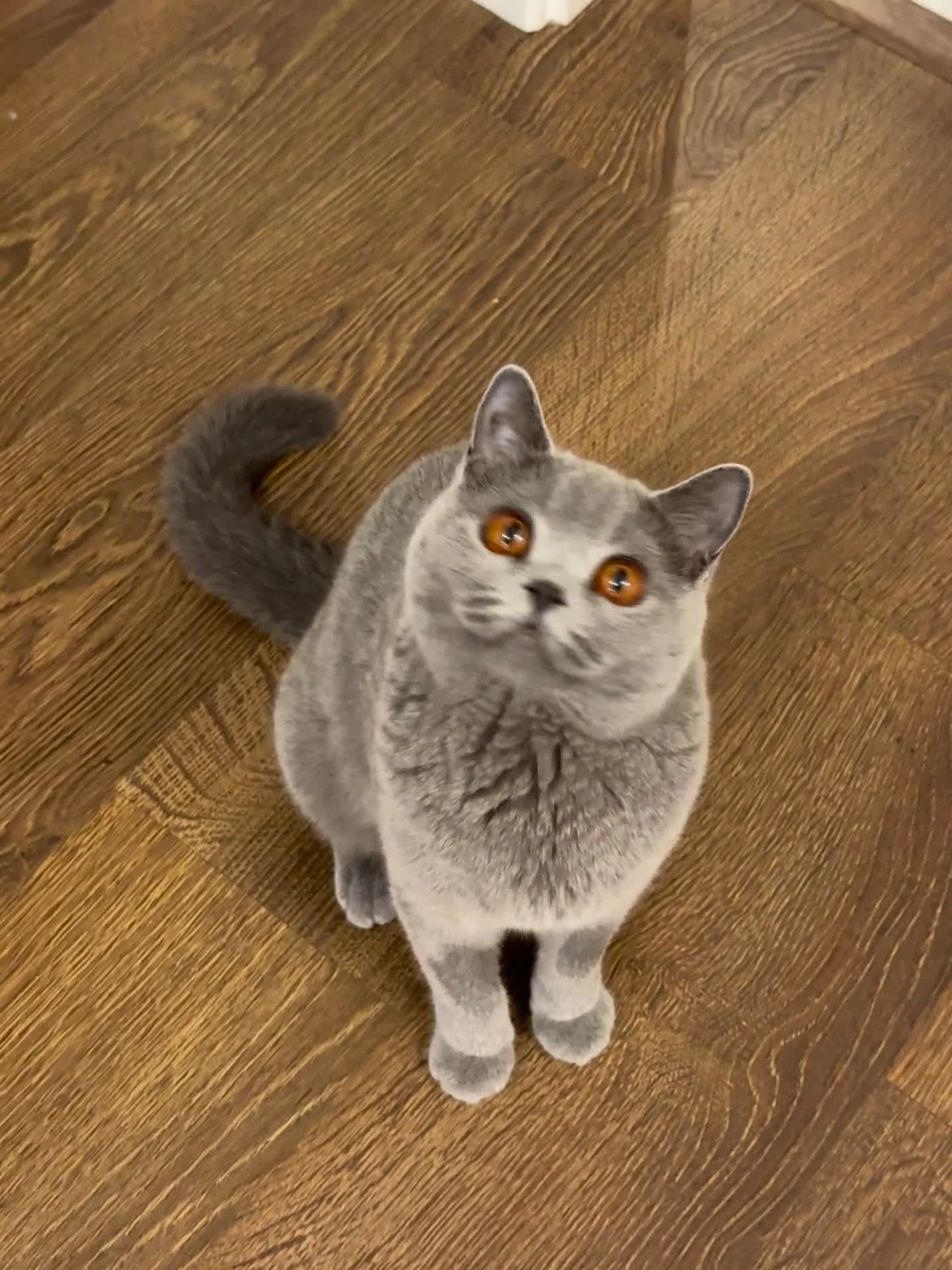 British Shorthair cats for sale: Beautiful British Blue Girl Seeks Retirement Home - Video 1