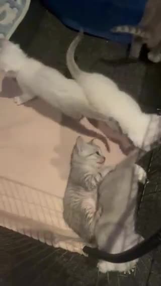 British Shorthair cats for sale: Beautiful BSH kittens  - Video 1