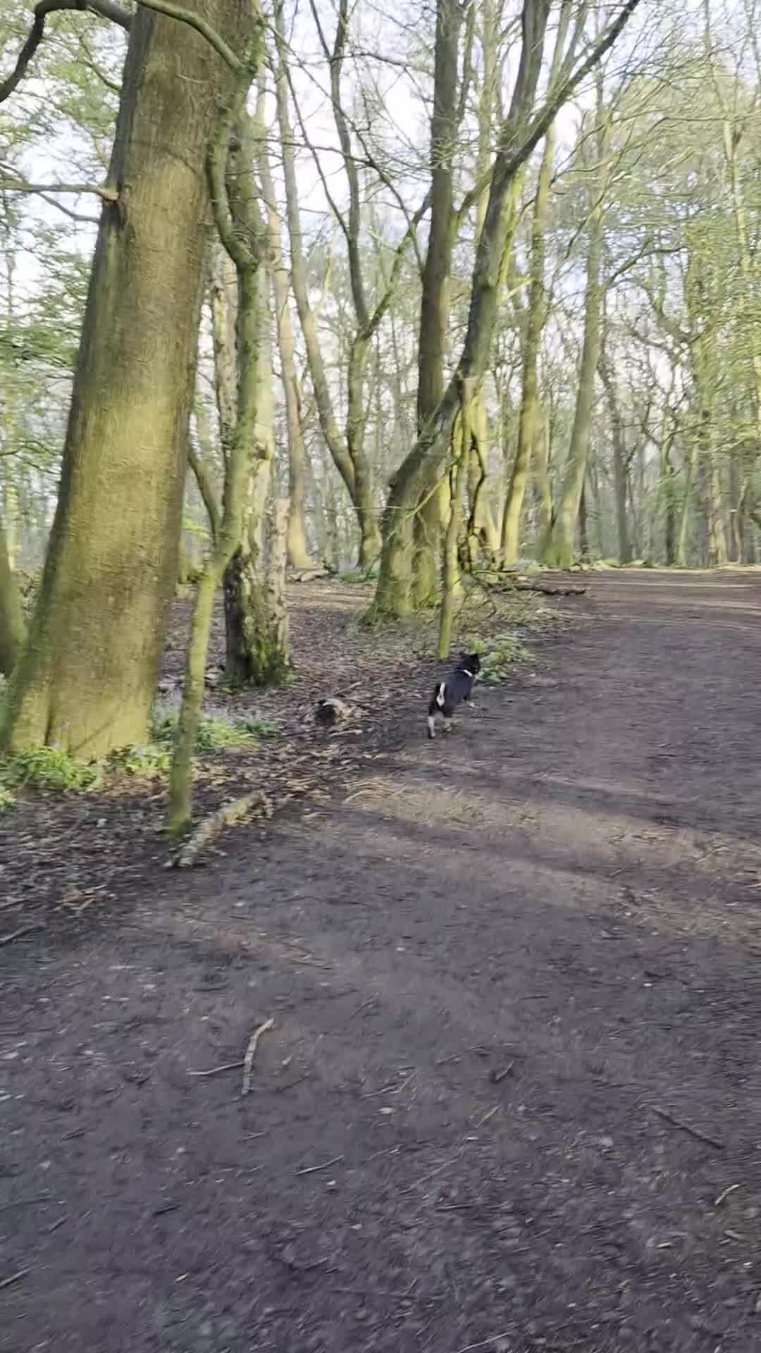 Pug dogs for sale: Pug Puppy for sale- 10 months old - Video 1