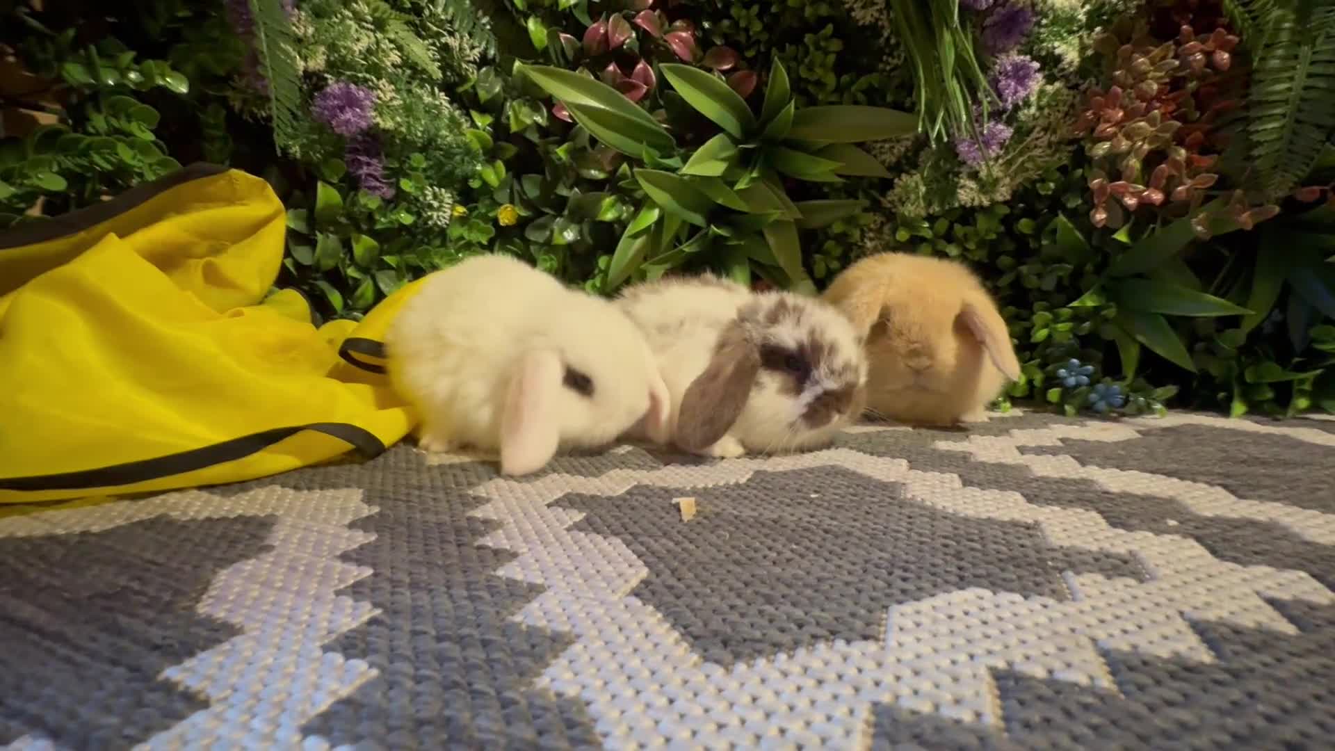Mini Lop rabbits for sale: Mini lops ready to reserve   - Video 1