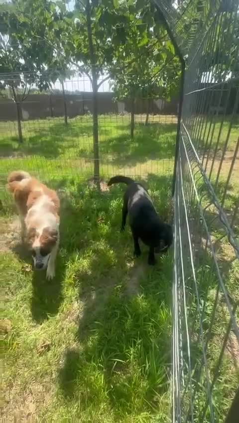Mixed Breed dogs for adoption: 🐾💖 Teddy – A Black Pearl with a Golden Soul 💖🐾 - Video 1