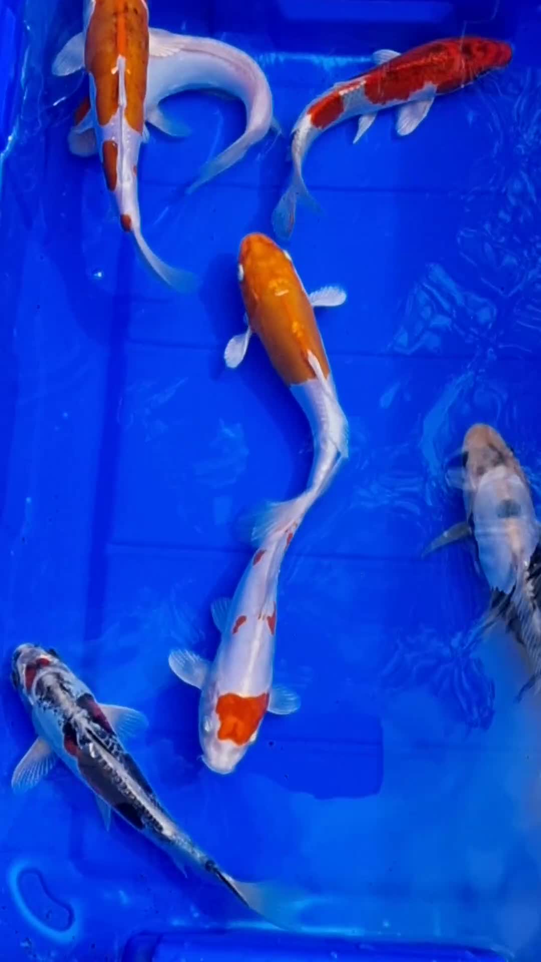 Koi Carp fish for sale: 8 to 10 inch Koi Carp mix pond fish in Chorley in Chorley - Video 1