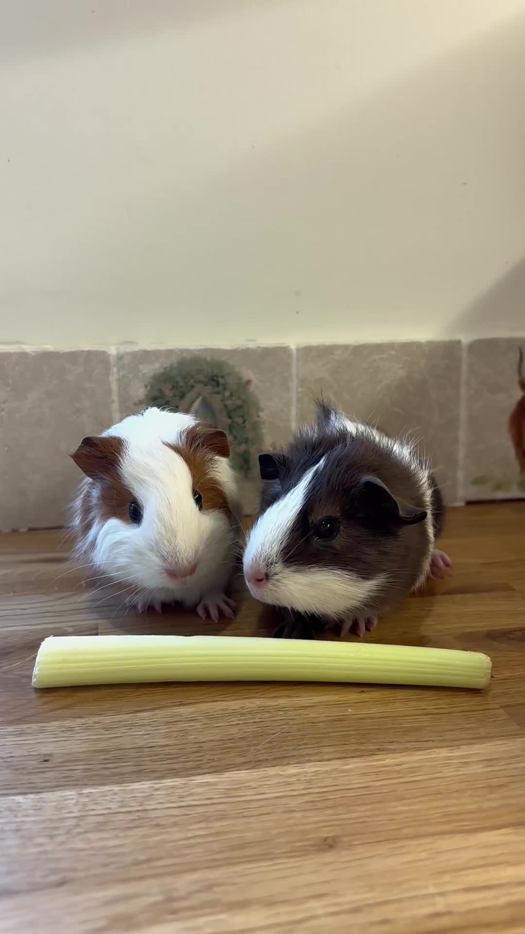 Guinea Pig rodents for sale: Two beautiful guinea pig girls  - Video 2