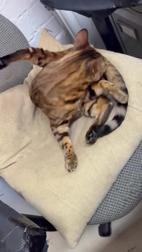 Bengal cats for sale: Stunning Friendly soft Bengal girl  in London - Video 1
