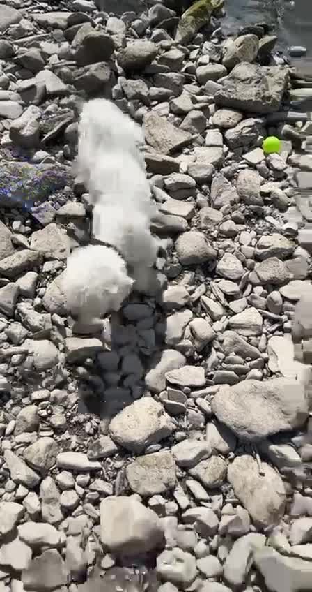 Bichon Frise dogs for stud: Dog for stud  pedigree bichon frise great dog in Newton Stewart - Video 2