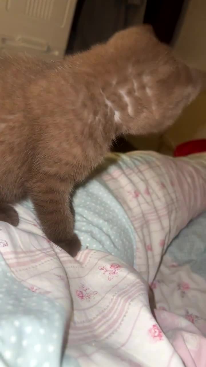 British Shorthair cats for sale: British short hair kitten - Video 1
