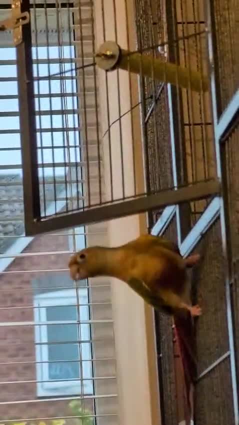 Conures birds for sale: Male conure for sale  - Video 1