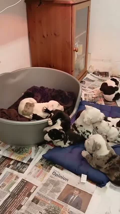 American Bully dogs for sale: American bully puppies  - Video 4